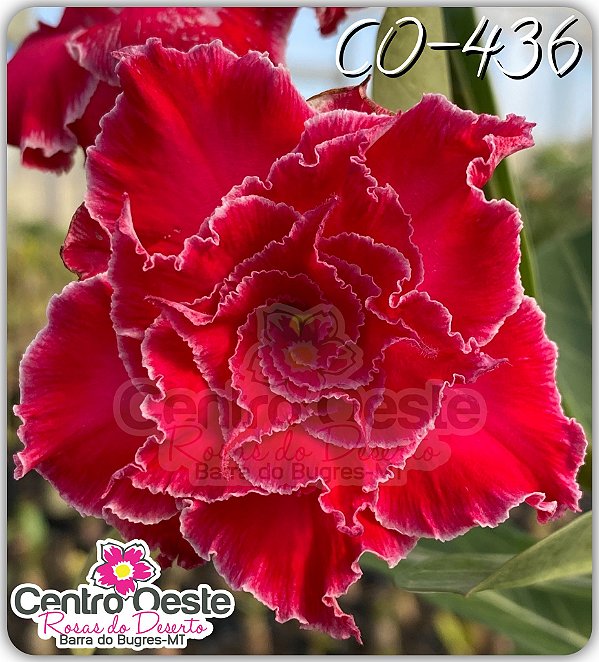 Rosa do Deserto Enxerto - CO-436