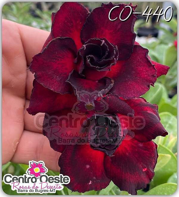 Rosa do Deserto Enxerto - CO-440