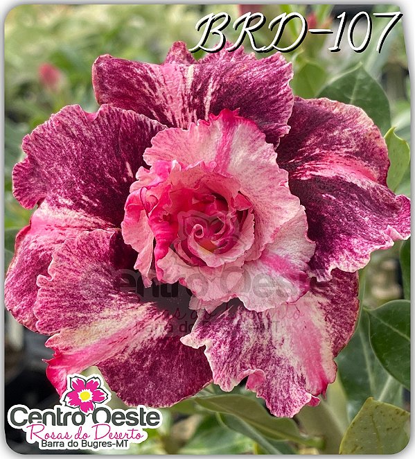 Rosa do Deserto Enxerto - BRD107