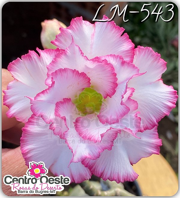 Rosa do Deserto Enxerto - LM-543