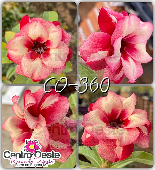 Rosa do Deserto Enxerto - CO-360