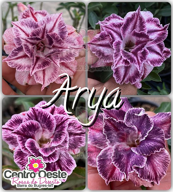 Rosa do Deserto Enxerto - Arya (PEQUENA)