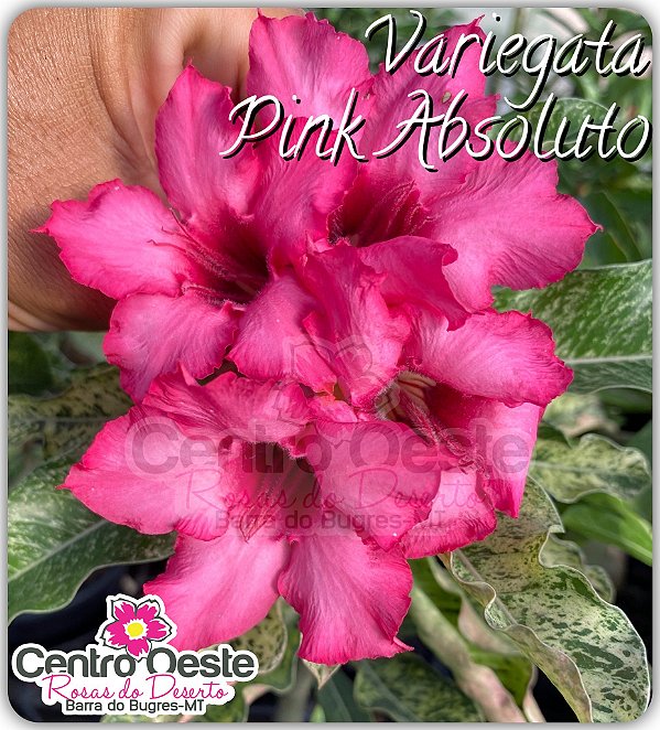 Rosa do Deserto Enxerto - Variegata Pink Absoluto
