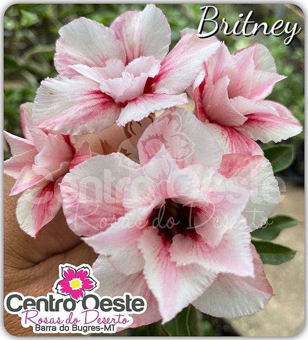 Rosa do Deserto Enxerto - Britney