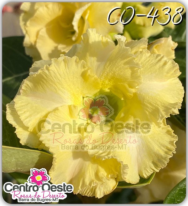 Rosa do Deserto Enxerto - CO-438