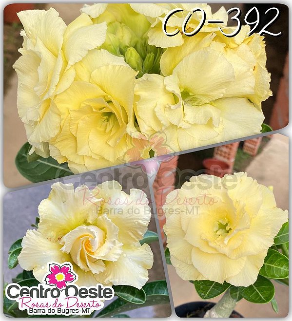 Rosa do Deserto Enxerto - CO-392 (Filha Bridal Bouquet)