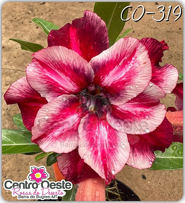 Rosa do Deserto Enxerto - CO-319