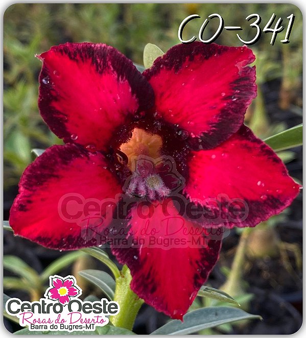 Rosa do Deserto Enxerto - CO-341