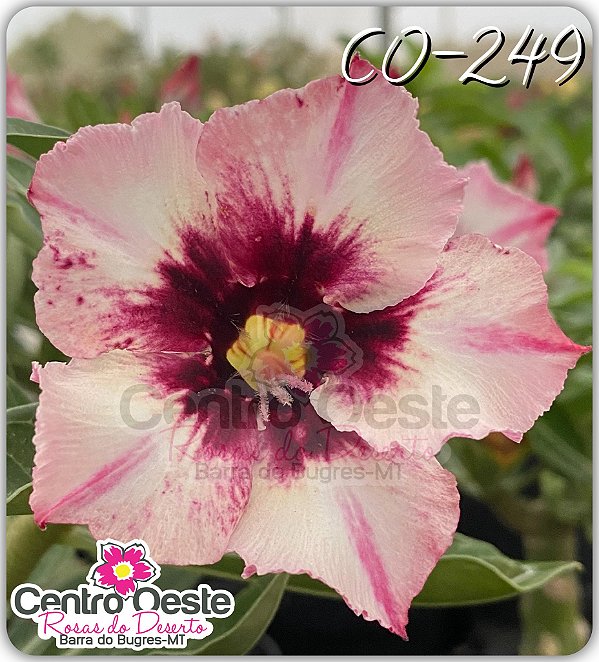 Rosa do Deserto Enxerto - CO-249