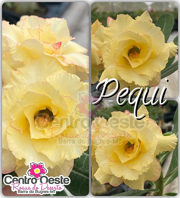 Rosa do Deserto Enxerto - Pequi