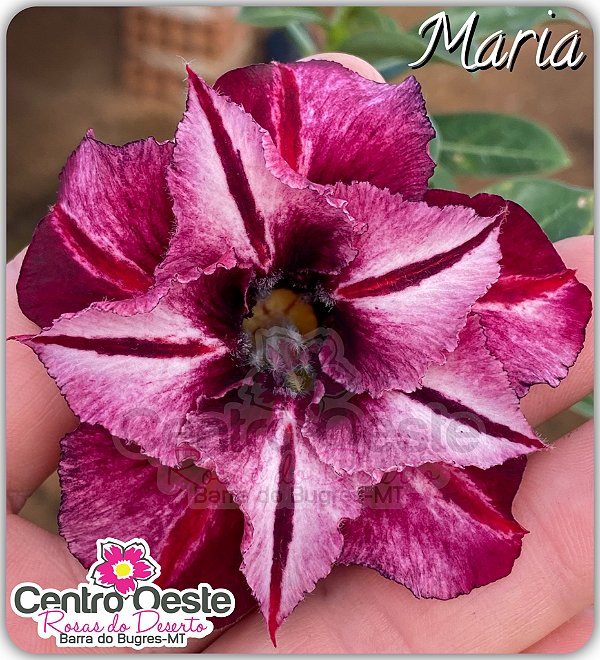 Rosa do Deserto Enxerto - Maria