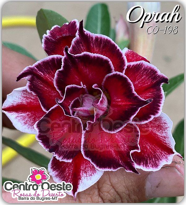 Rosa do Deserto Enxerto - OPRAH (CO-198)