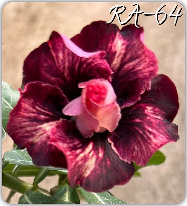 Rosa do Deserto Enxerto - RA-64
