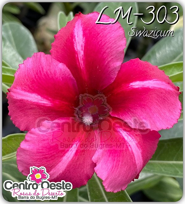 Rosa do Deserto Enxerto - LM-303 Swazicum