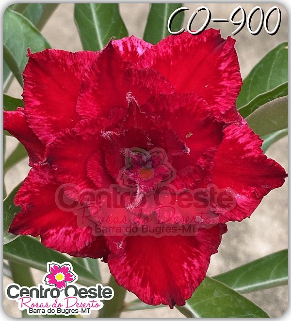 Rosa do Deserto Enxerto - CO-900