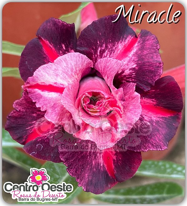 Rosa do Deserto Miracle - Centro Oeste Rosas do Deserto