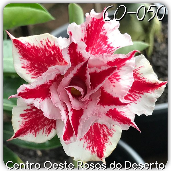 Rosa do Deserto Enxerto - CO-050