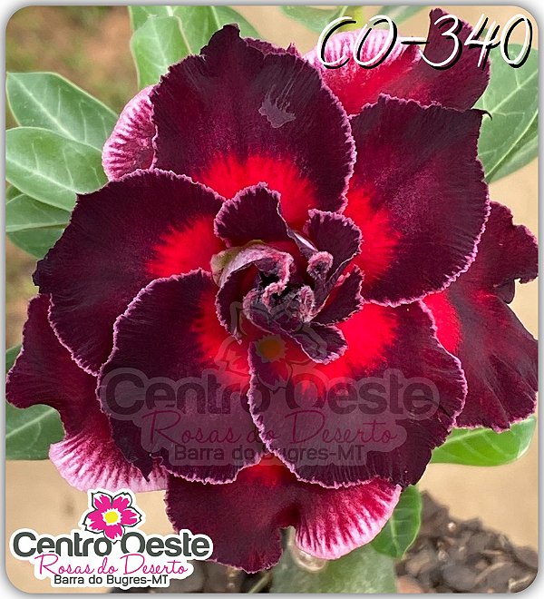 Rosa do Deserto Enxerto - CO-340