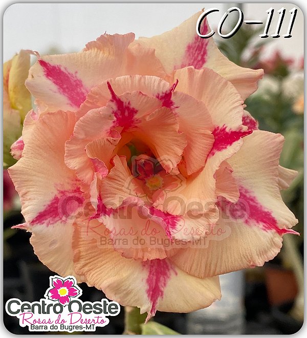 Rosa do Deserto Enxerto - CO-111