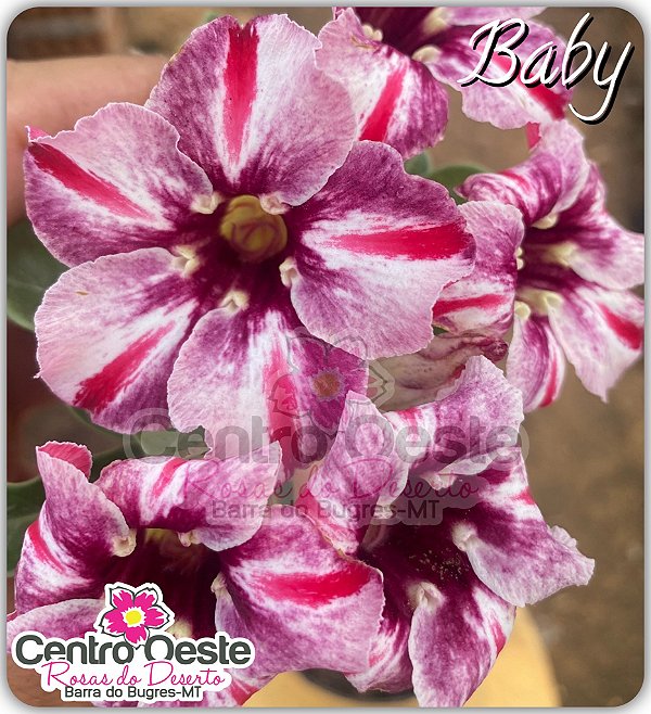 Rosa do Deserto Enxerto - Baby