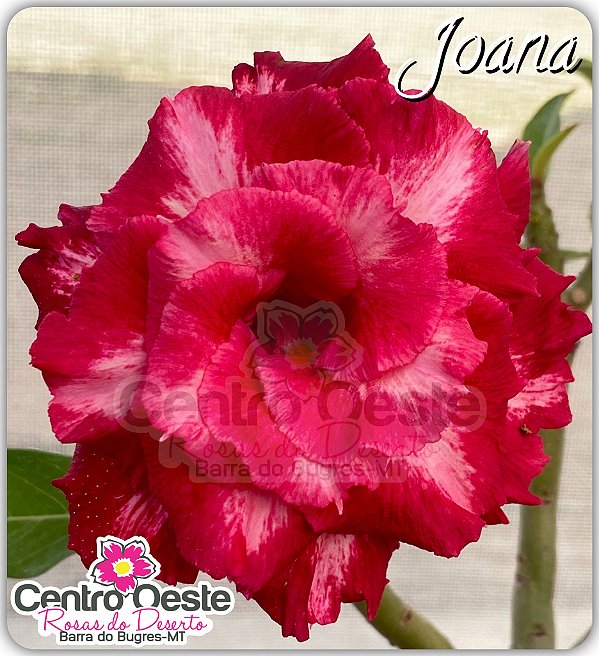 Rosa do Deserto Enxerto - Joana