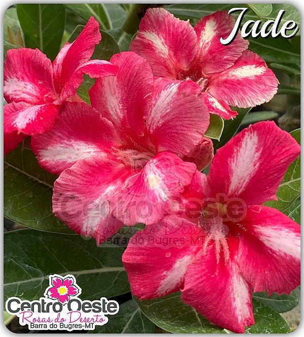 Rosa do Deserto Enxerto - Jade