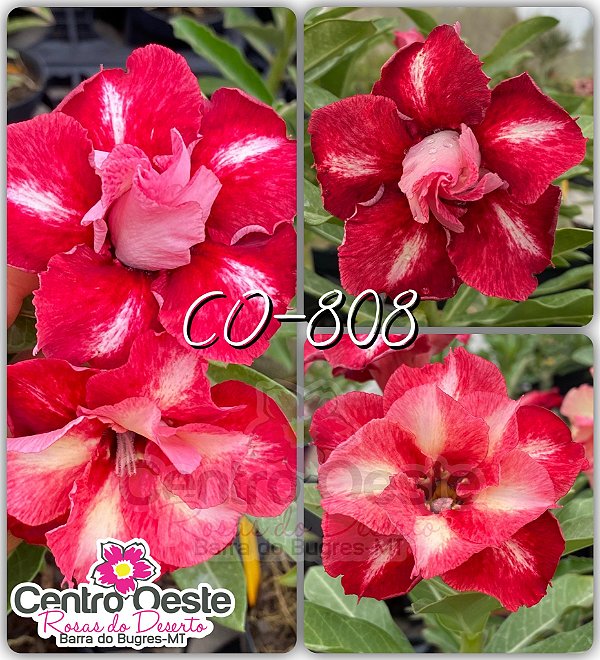 Rosa do Deserto Enxerto - CO-808