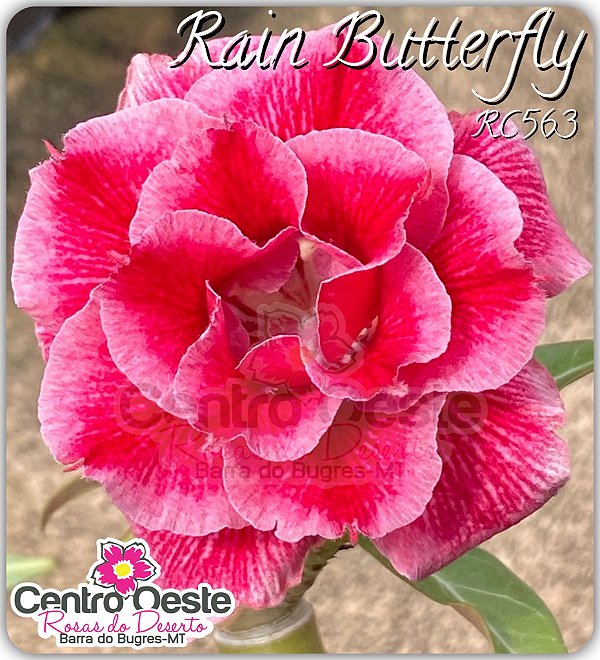 Rosa do Deserto Enxerto - Rain Butterfly (RC563) Pequena