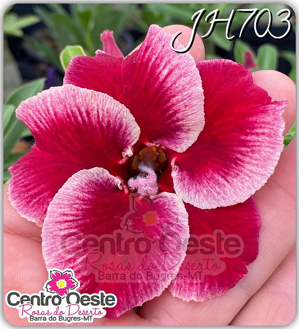 Rosa do Deserto Enxerto - JH703 (Pequena)