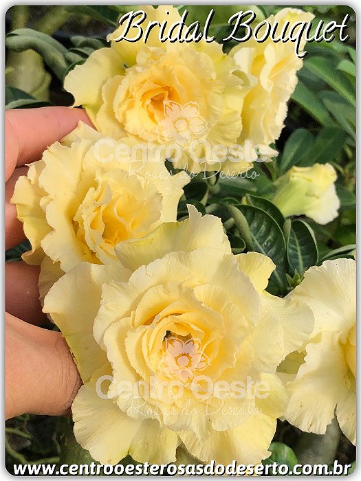 Rosa do Deserto Enxerto - Bridal Bouquet (Enxerto Grande)