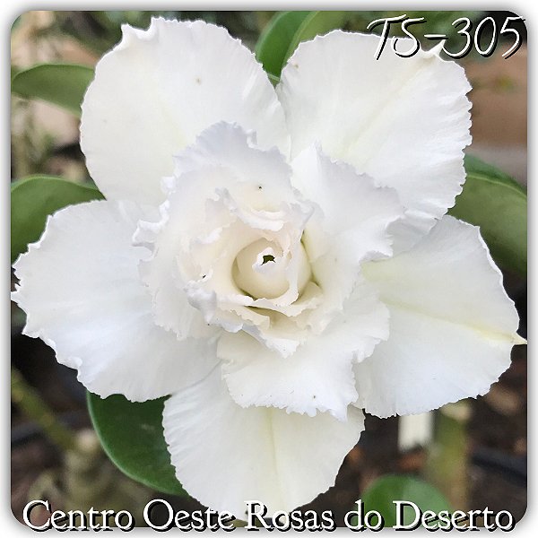 Rosa do Deserto Muda de Enxerto - TS-305 - Flor Tripla