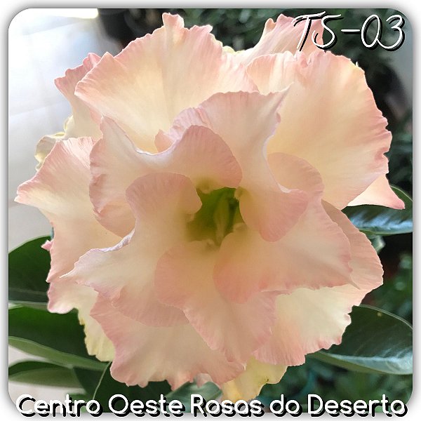 Rosa do Deserto Muda de Enxerto - TS-003 - Flor Tripla