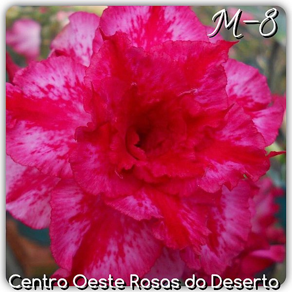 Rosa do Deserto Muda de Enxerto - M-8 - Flor Tripla Pink Matizada
