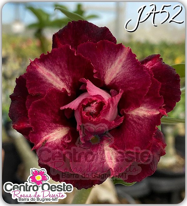 Rosa do Deserto Enxerto - JA52