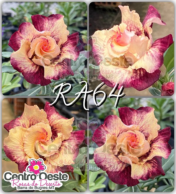 Rosa do Deserto Enxerto - RA64