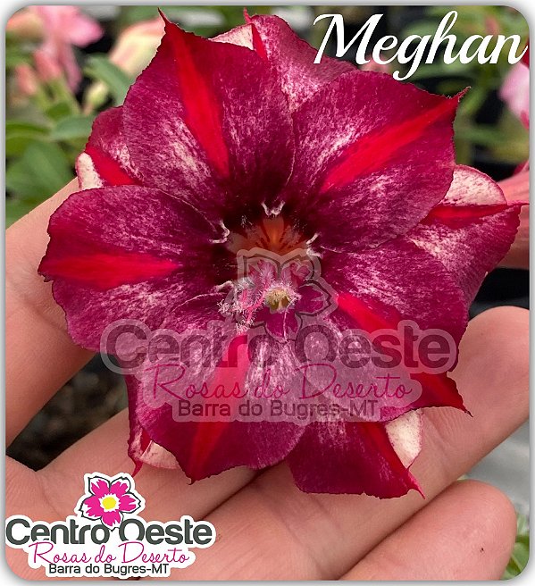 Rosa do Deserto Enxerto - Meghan