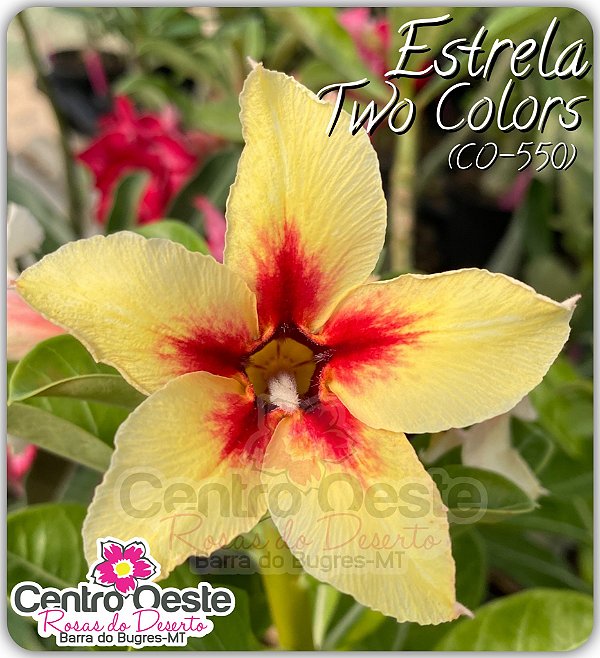 Rosa do Deserto Enxerto - Estrela Two Colors