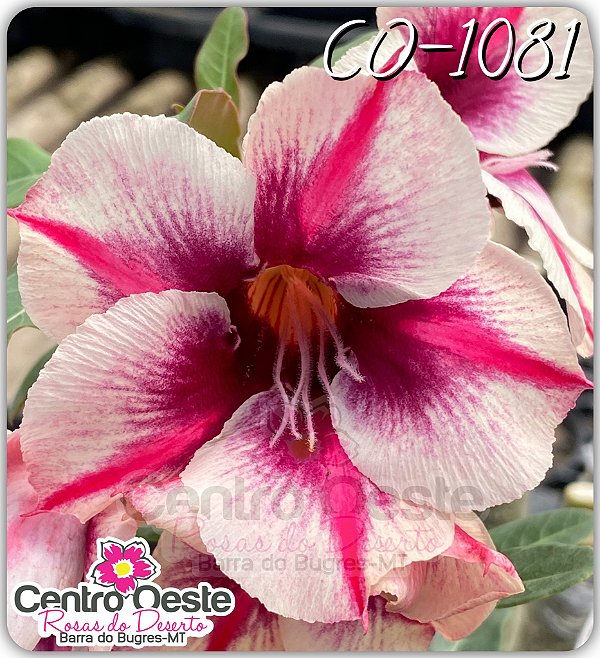 Rosa do Deserto Enxerto - CO-1081