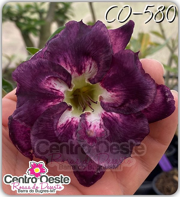 Rosa do Deserto Enxerto - CO-580