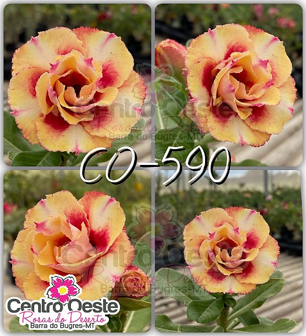 Rosa do Deserto Enxerto - CO-590