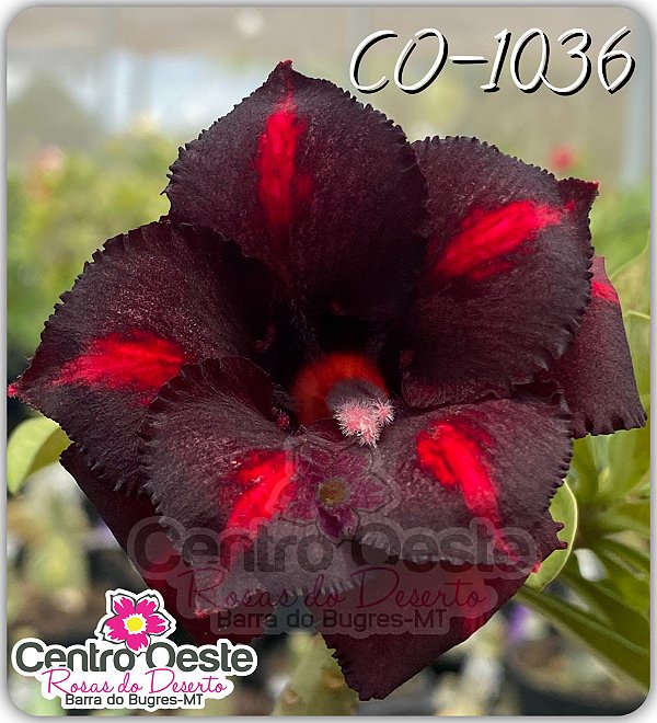 Rosa do Deserto Enxerto - CO-1036