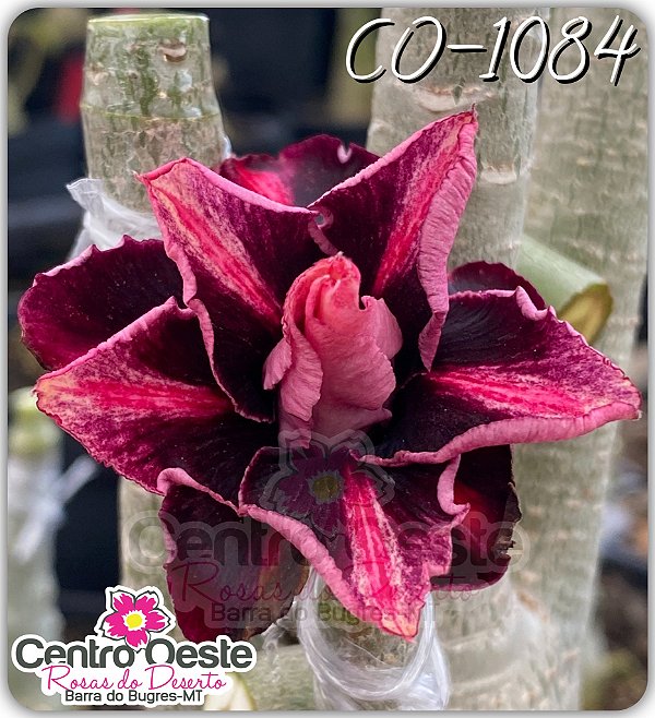 Rosa do Deserto Enxerto - CO-1084