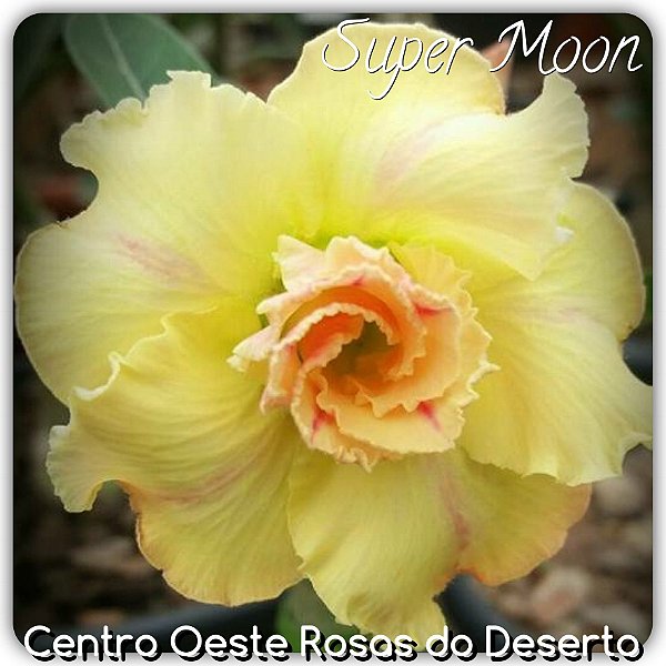 Rosa do Deserto Muda de Enxerto - Supermoon - Flor Dobrada