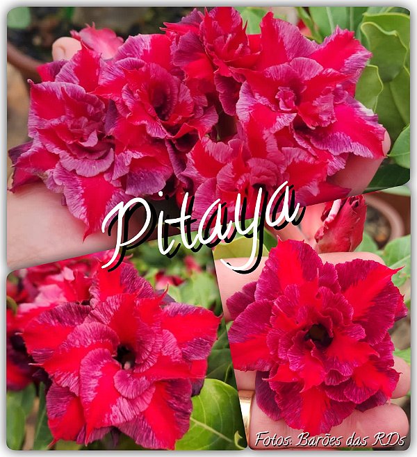 Rosa do Deserto Enxerto - Pitaya