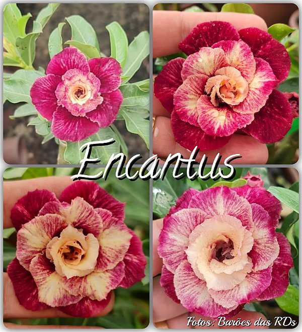 Rosa do Deserto Enxerto - Encantus (Pequena)