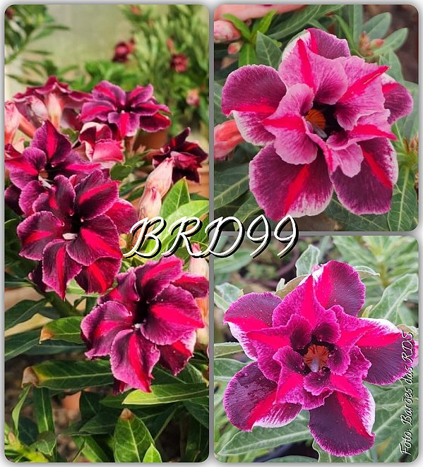Rosa do Deserto Enxerto - BRD99