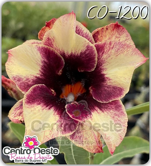 Rosa do Deserto Enxerto - CO-1200