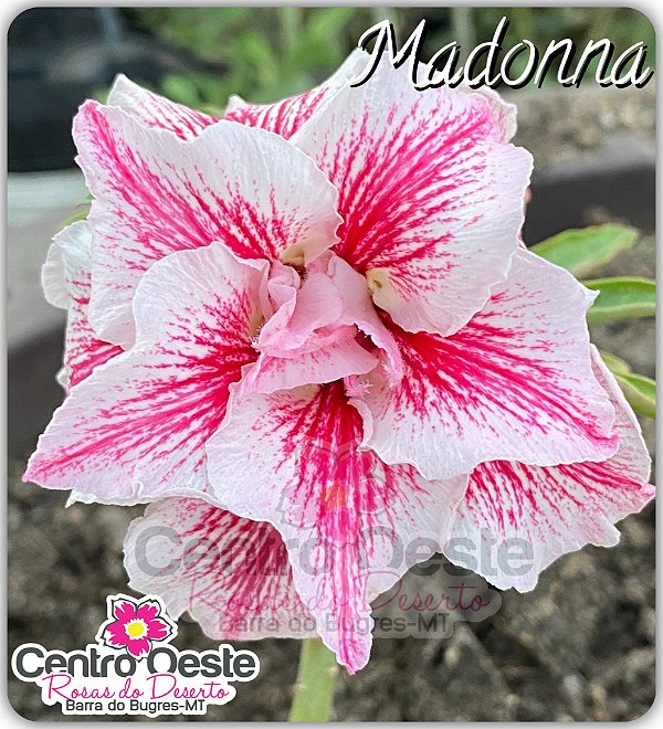 Rosa do Deserto Enxerto - Madona
