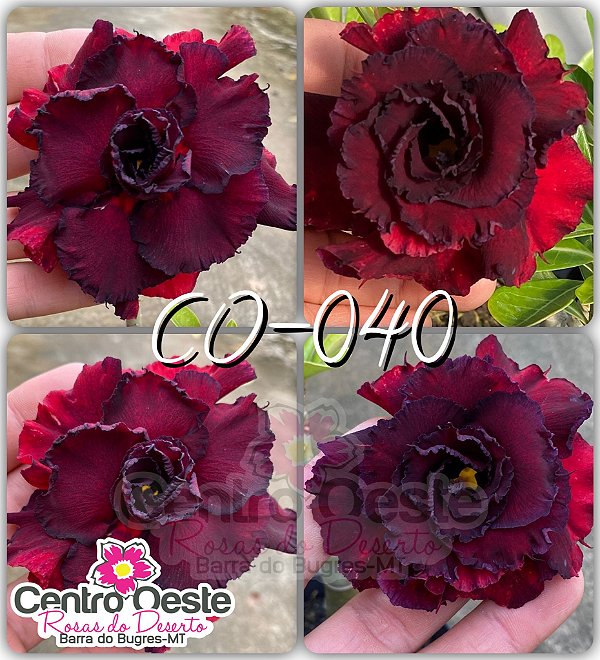 Rosa do Deserto Enxerto - CO-040