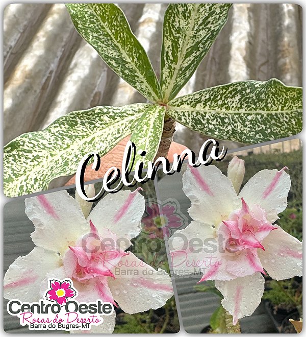 Rosa do Deserto Enxerto - Variegata CELINNA
